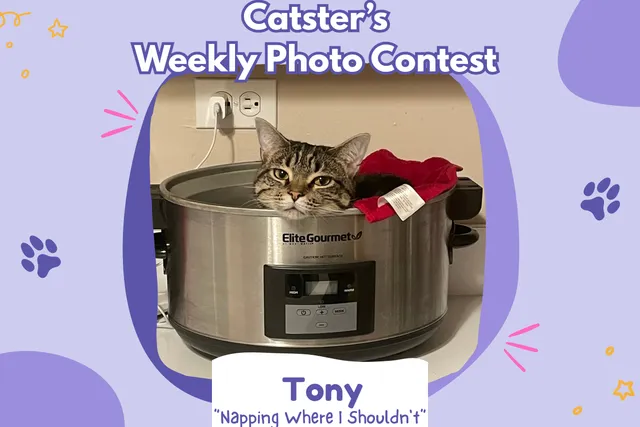 Catster’s Weekly Photo Contest Winners: Napping Where I Shouldn't (February 19, 2026)