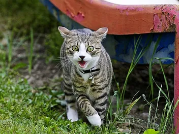 Feline Weird? Decoding Strange Cat Behavior
