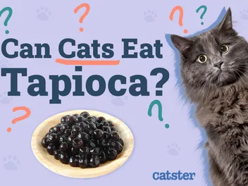 Can Cats Eat Tapioca? Vet-Approved Nutrition Facts
