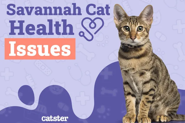 Savannah Cat Health Problems: 8 Vet-Reviewed Issues