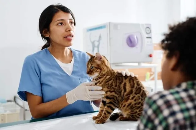Cat Bladder Cancer: When to Euthanize (Vet Explained Signs & Advice)