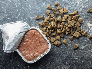 Is Expired Cat Food Safe? Vet-Verified Info & Feeding Advice