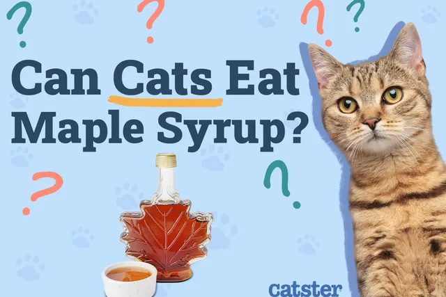 Can Cats Eat Maple Syrup? Vet-Verified Nutrition Facts & Risks