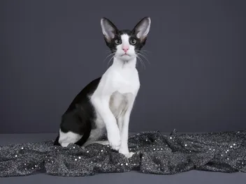 Oriental Bicolor Breed Info: Pictures, Facts & Traits