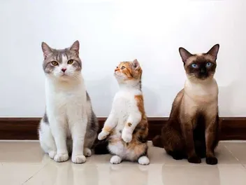 17 Friendliest Cat Breeds (With Info & Pictures)