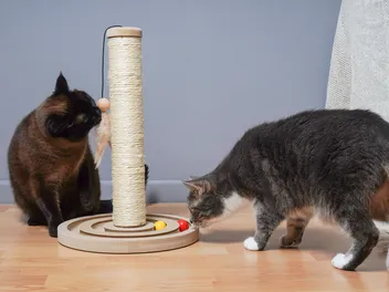 What Do Cats Like To Play With? 11 Vet-Approved Toys Felines Love
