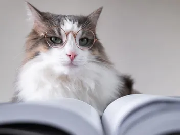 Are Cats Smarter Than Dogs? Vet-Verified Facts & Intelligence Explained