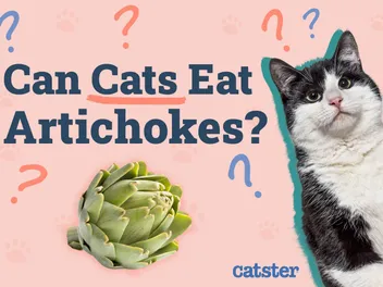 Can Cats Eat Artichokes? Vet Reviewed Facts & Safety Guide