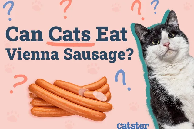 Can Cats Eat Vienna Sausages? Vet-Reviewed Facts & Safety Guide