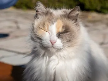 Do Cats Blink Like Humans Do? Vet-Reviewed Facts & FAQ