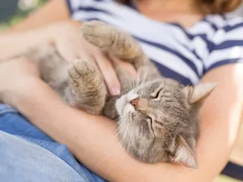 Why Does My Cat Lie on Me? 5 Vet-Reviewed Reasons