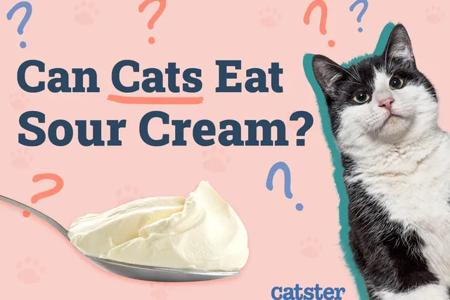 Can Cats Eat Sour Cream? Vet-Approved Nutritional Facts & Safety Tips