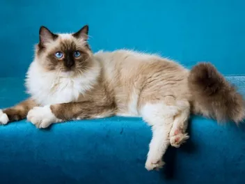 Seal Point Ragdoll Cat Breed Info, Pictures, Temperament & Traits
