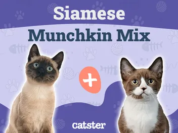 Siamese Munchkin Cat Mix: Info, Pictures, Temperament & More