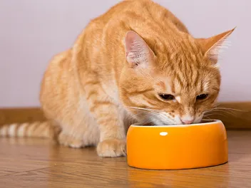 10 Best Budget Cat Foods of 2026 - Reviews & Top Picks