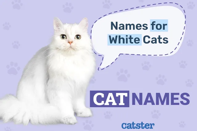 195+ White Cat Names: Great Ideas for Your Pristine Cat
