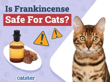 Is Frankincense Safe for Cats? Our Vet Explains Health Concerns & FAQ