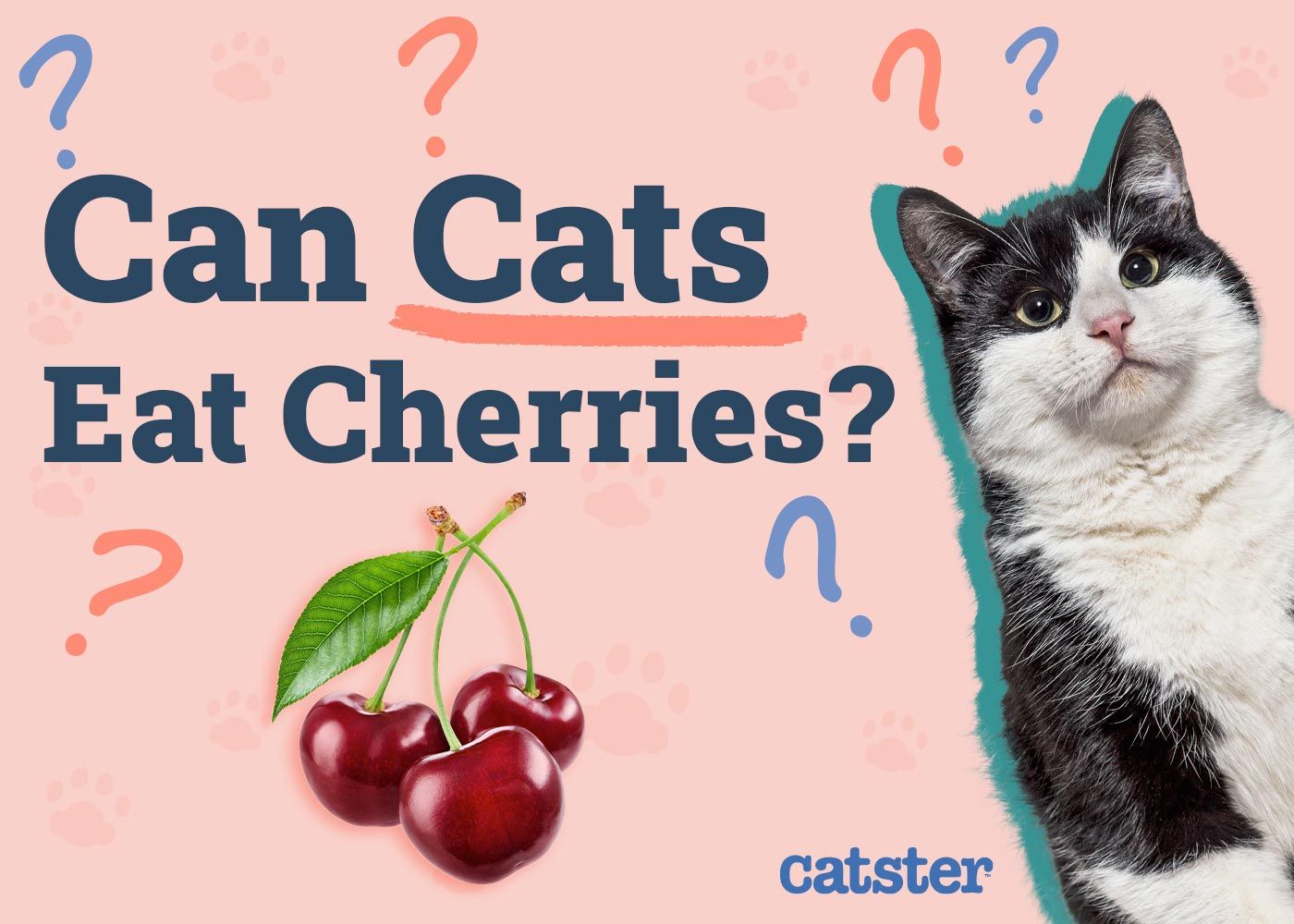 Can Cats Eat Cherries