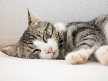 Will Music Make Cats Sleep? Vet Approved Facts & FAQ