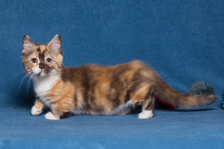 Lovely munchkin kitten playing