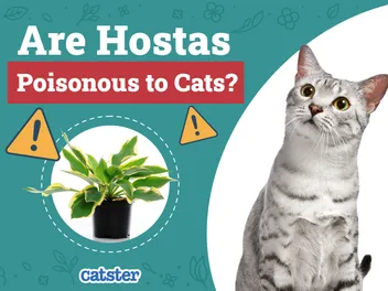 Are Hostas Poisonous to Cats? Our Vet-Approved Advice