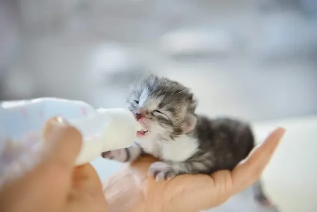 How to Bottle Feed a Kitten: Vet-Approved Tips & Feeding Chart (With Video)