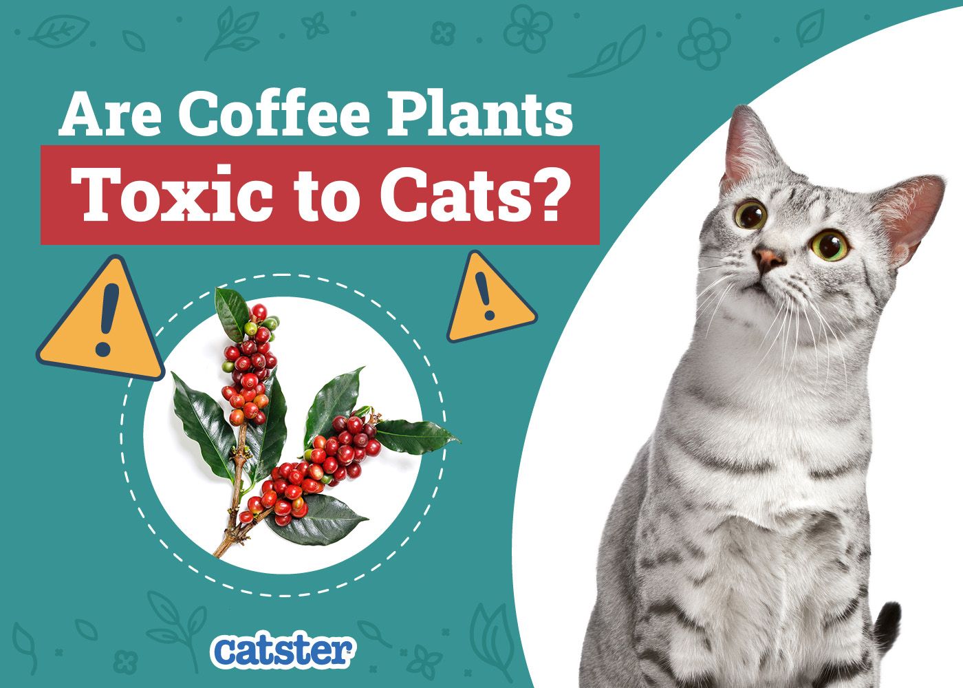 Catster_Are Coffee Plants Toxic to Cats