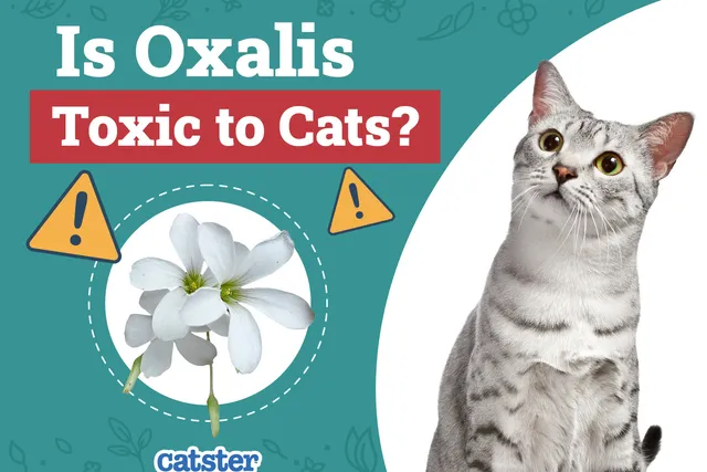 Is Oxalis (Shamrock Plant) Toxic to Cats? Vet-Reviewed Facts & FAQ