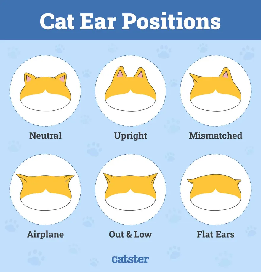 Cat ear positions
