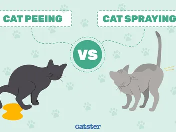 Cat Spraying vs Peeing: Vet-Verified Differences