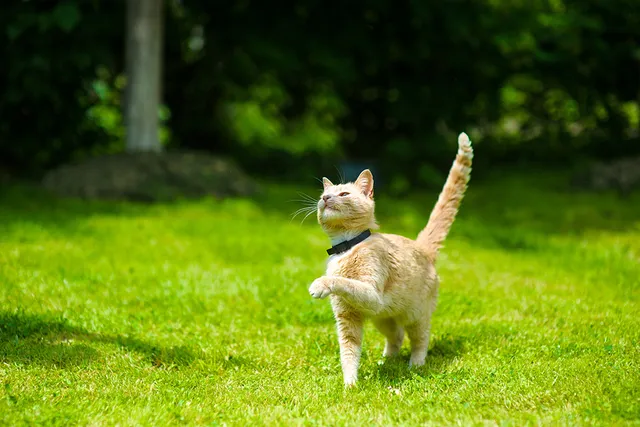 Do Cats Need Fresh Air? Improving Your Cat’s Health & Happiness