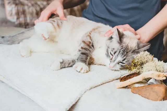 How to Give Your Cat a Massage: 11 Vet-Approved Tips & FAQ