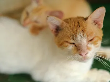 Treating Ear Mites in Cats: Vet-Approved Tips & Tricks