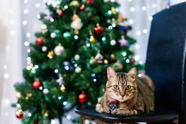 Why Do Cats Love Holiday Decorations So Much? Risks & Precautions