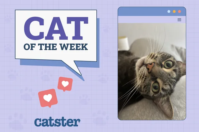 Catster Photo Contest: Cats of the Week Winners (Jan 9, 2025)