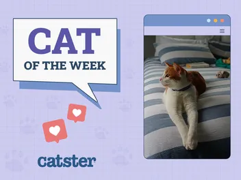 Catster Photo Contest: Cats of the Week Winners (August 7, 2025)
