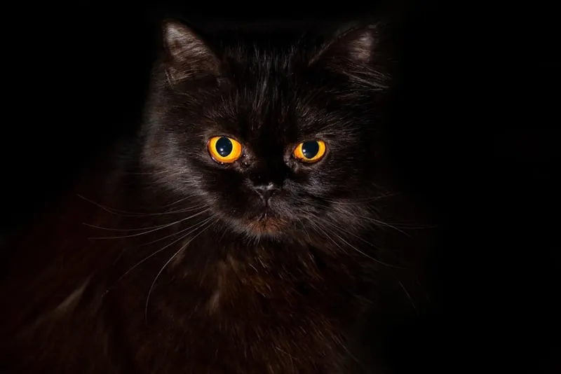 Black cat with orange cat on black background