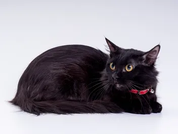 Black Munchkin Cat: Info, Pictures, Facts & History