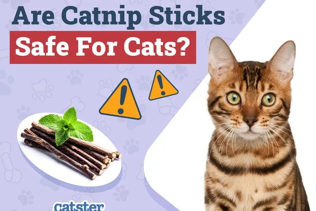 Are Catnip Sticks Safe for Cats? Vet-Reviewed Health & Safety Explored