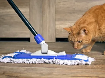 How to Clean Up Cat Vomit: 9 Helpful Tips