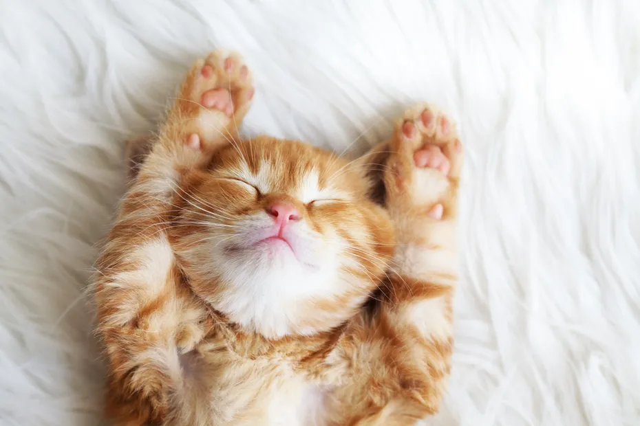 Cute orange kitten sleeping