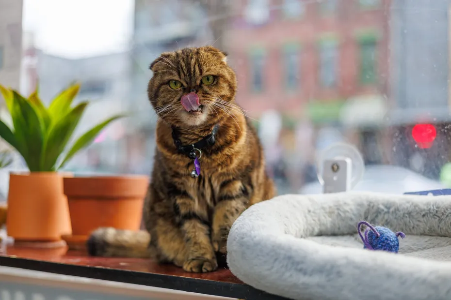 A Bodega Without a Bodega Cat_ Not On Our Watch! Tiger