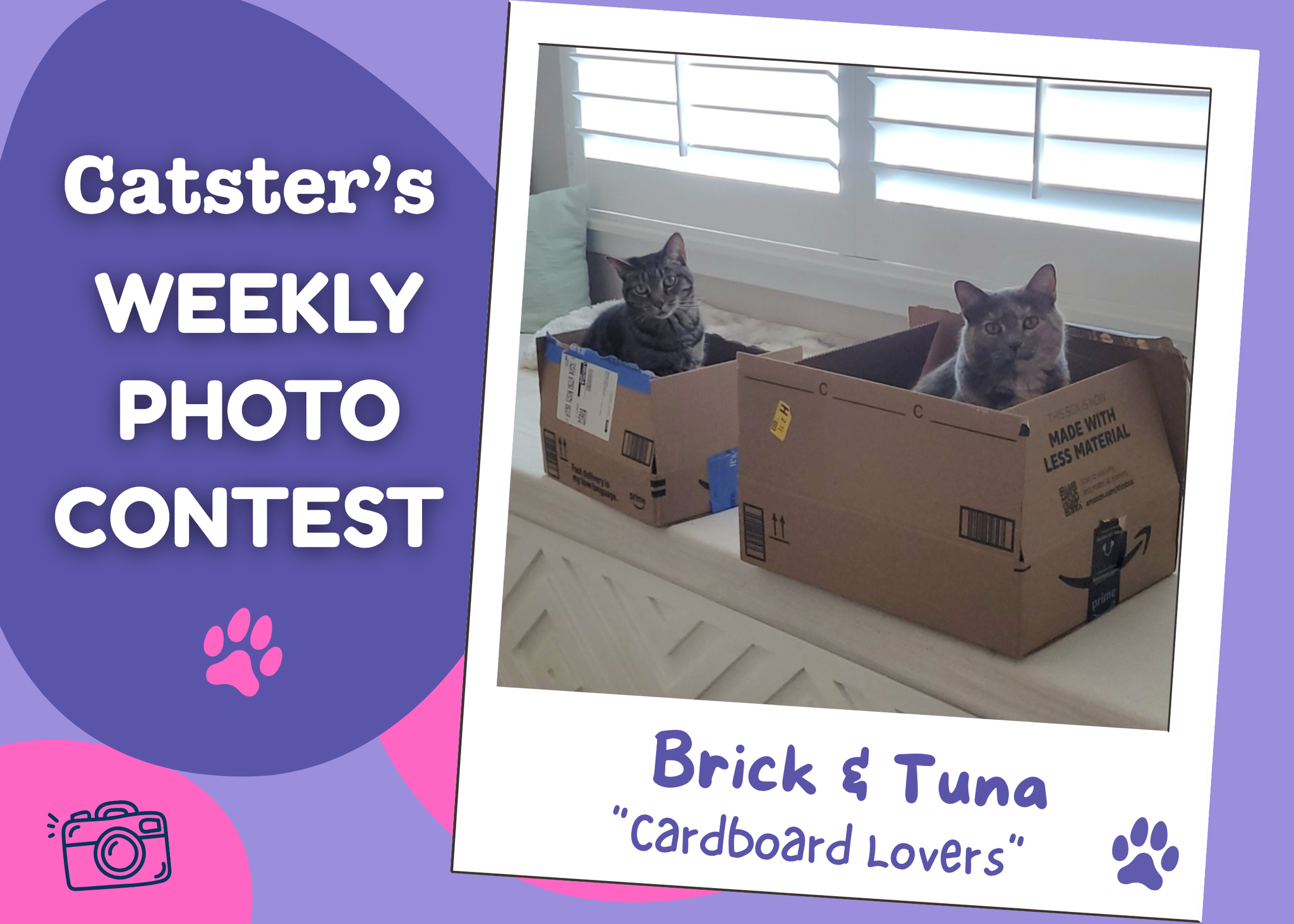 Catster’s Weekly Photo Contest Winners: Cardboard Lovers (June 22, 2026)