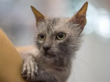 7 Incredible Lykoi Cat Facts For Every Feline Lover: Vet-Reviewed Info