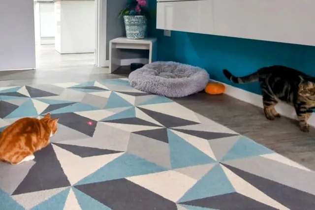 Do Lasers Encourage Play or Trigger Obsessive Behavior? How Different Cats React