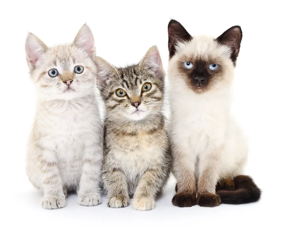 Three cats kitten