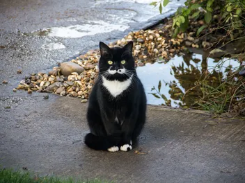 Tuxedo Cats Aren’t a Breed - So What Are They?