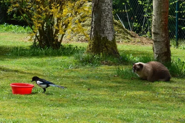 The Cats-Kill-Wildlife Conundrum: Exploring a Common Issue
