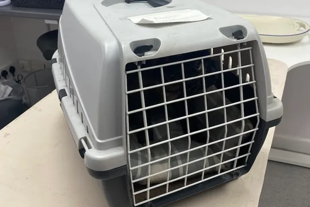 A Cat Owner’s Manual: Dr. Lauren Explains Cat Carriers
