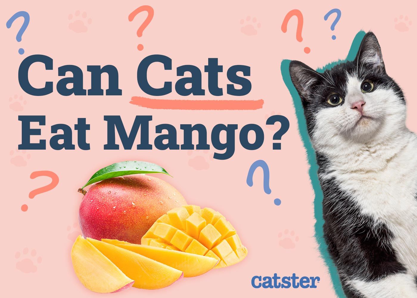 Can Cats Eat Mango